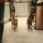 Synchronized steppies⁣