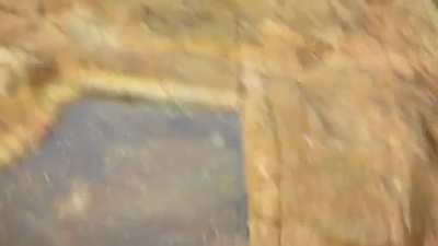 Octopus leaps out of water to 'grab a crab' .