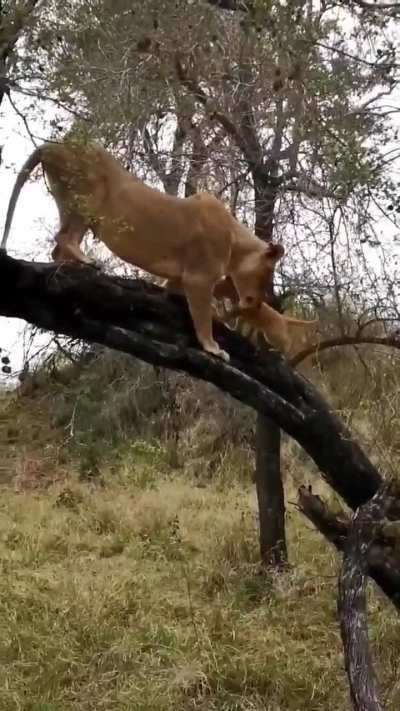 ? Tree climbing lesson for the tiny lion cubs