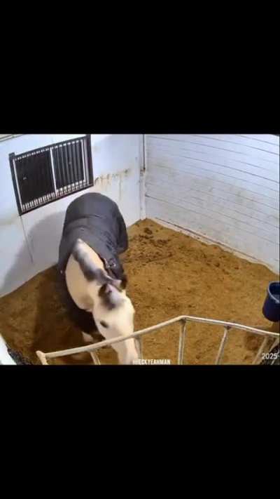 Horse makes a basketball shot ?
