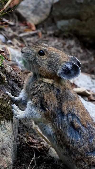 ? American Pika calling out and foraging for food