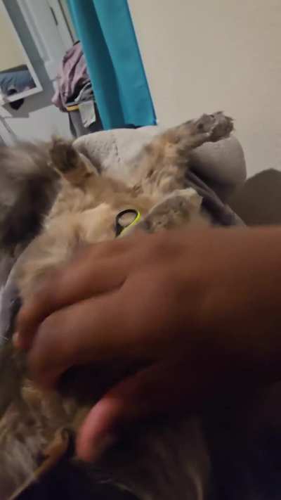 My cat just lays on his back and lets me clip his nails like it’s a spa day ??
