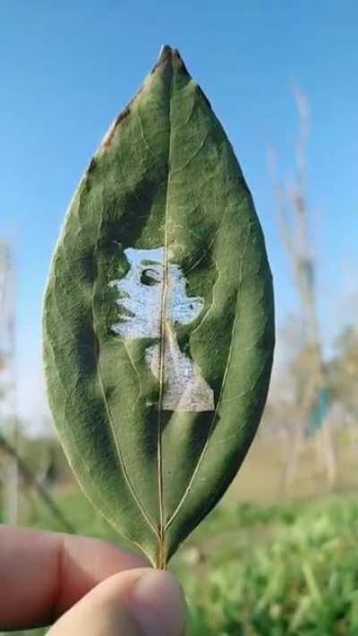 Audrey Hepburn carved on a leaf