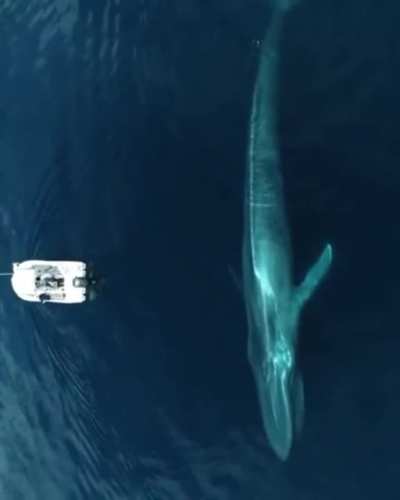 ? This huge blue whale lurking in the ocean