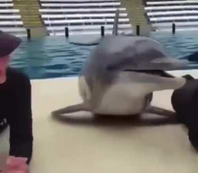 Dolphin kiss ?