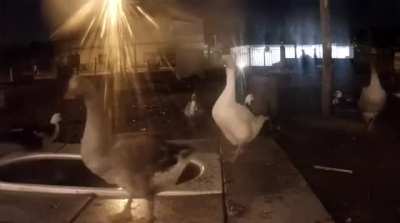 ?A group of geese witnessed the meteor that fell in Portugal