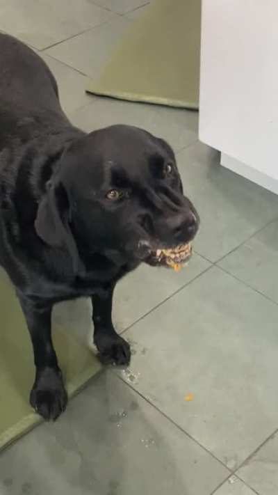 Gave my dog some peanut butter. Happy Thursday!