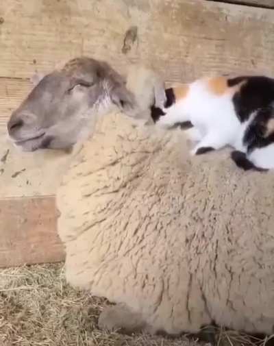 Best buds