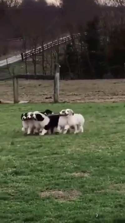 Team work ?