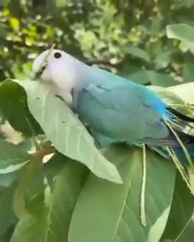 ? Lovebird removing midveins from leaves, tucking them amongst its feathers to transport them, and use the materials for nest building.