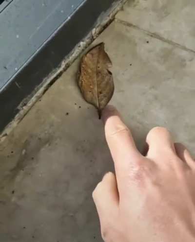 This disguised butterfly