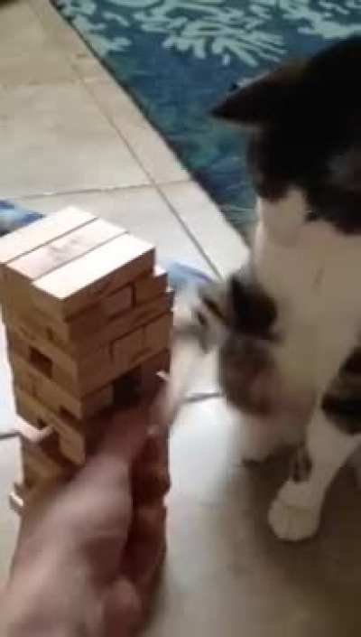 Game night with the cat