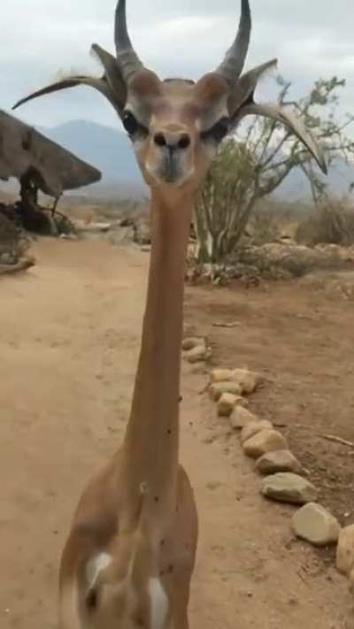 ? This gerenuk is very happy with you. I wonder why?