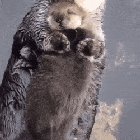 ? Momma sea otter making sure her pup is comfy ?