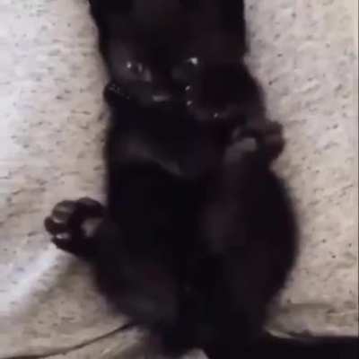 Smol kitten realizes it has 2 more paws ?