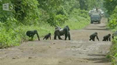 ? Silverback gorilla blocking traffic while his family crosses the road