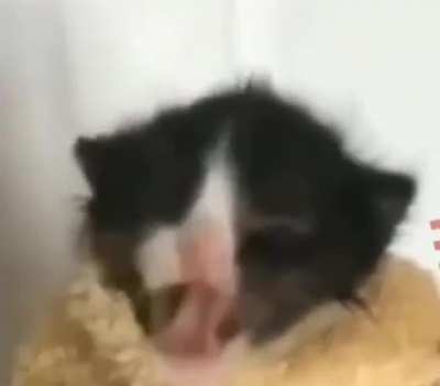 Cats at 3:00 AM