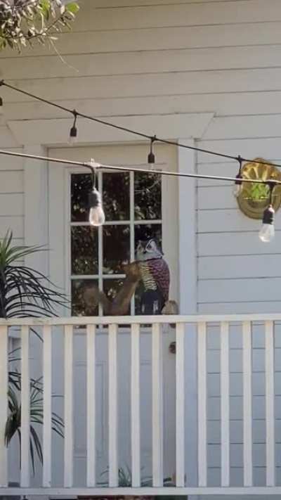 I bought a fake owl to scare off the squirrels in my yard. This is the result.