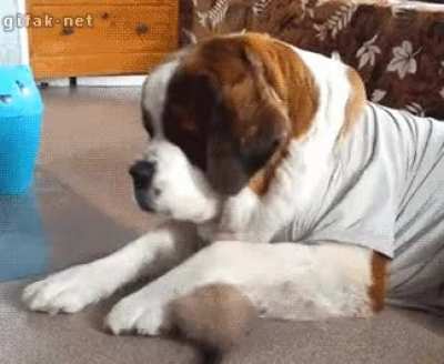 Cat regrets fighting dog