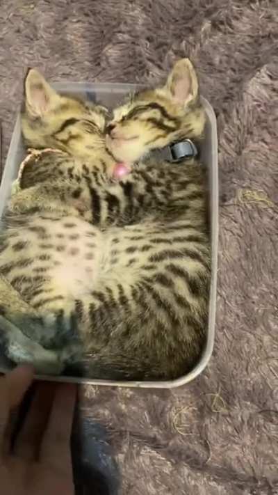 Kittens napping in food container