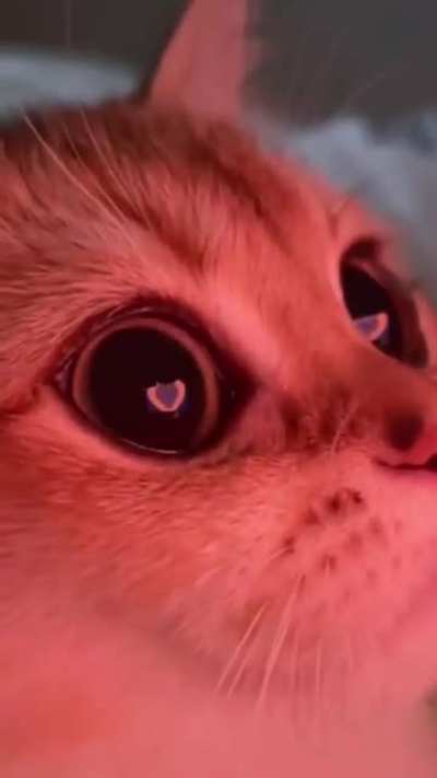 what are those eyes ?