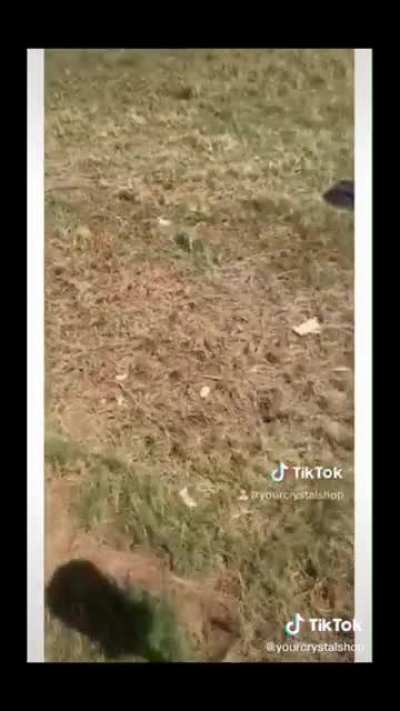 He's gonna make it!
