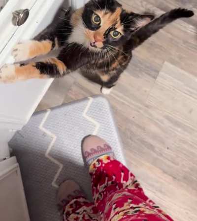 My nightly routine with my loud 15yo cat, Pumpkin