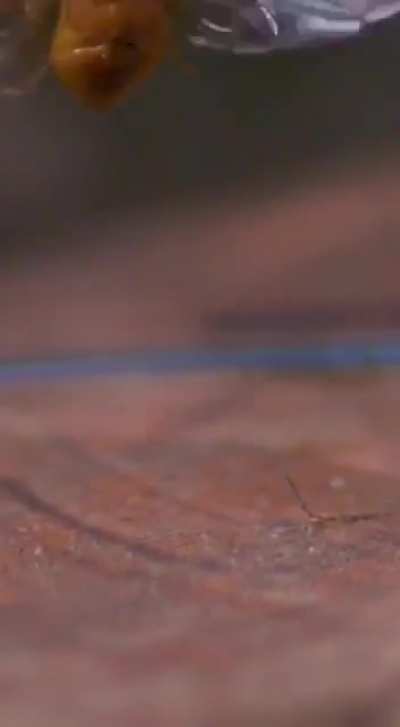 ? Ladybug in slow motion.