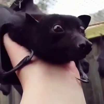Flying foxes ?
