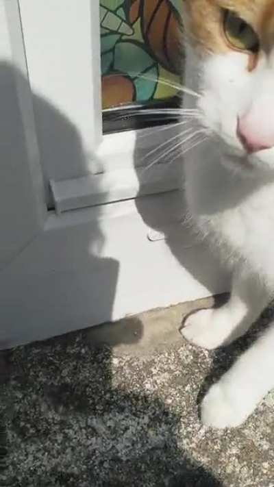 *YOU .. SHALL NOT .. PASS* Jerry, our community sassy Marmalade mugging me for a treat as I head to work. You're strolling along, then suddenly your ankles are being tapped and you suffer the incessant yelling.. You've been Jerry'd.. ??