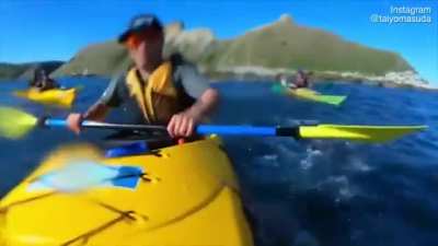 ? Seal slaps a kayaker in the face with an octopus