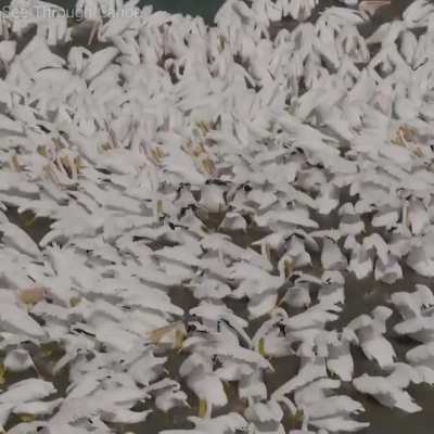 ? White Pelicans have up to a 9 foot wingspan and herd fish instead of diving for them like brown pelicans.