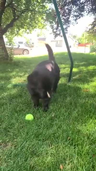 Cute little dog playing with butterflies???