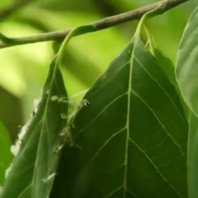 ?This bird sews its own home together