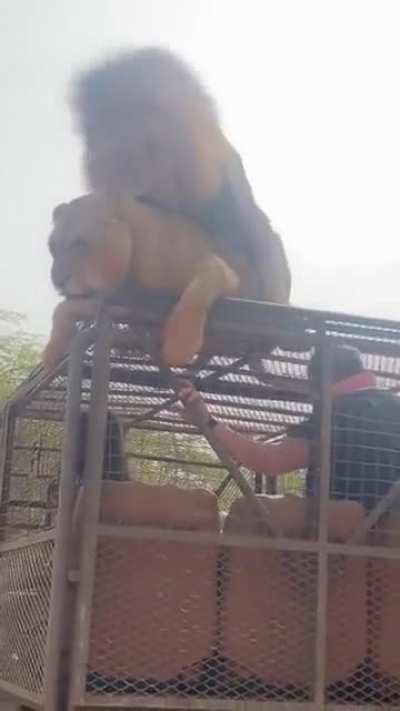 Look two lions are cudd....wait a minute... Holup!