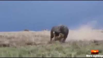 Let sleeping Hippos lion.