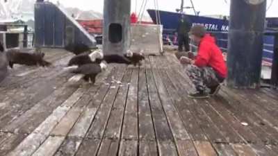 ? Feeding the Alaskan Pigeons ?