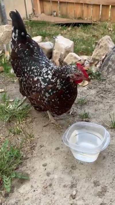 This guy showed up in my yard this weekend. No collar. No chip. Guess he’s ours? ?