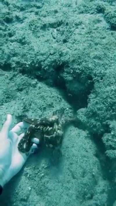 ? Friendliest Octopus Ever ?