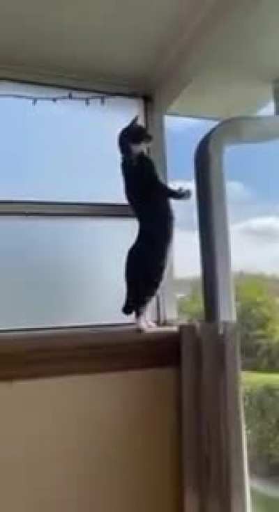 Cat.