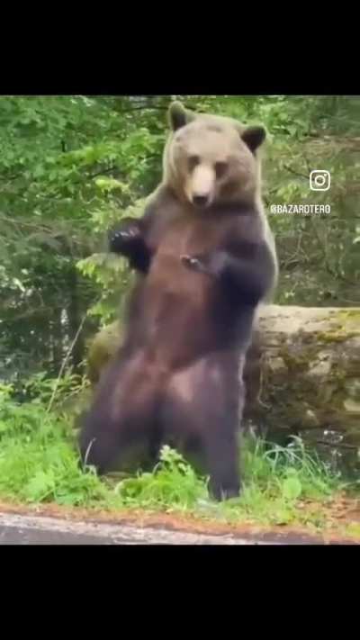 ? Bear scratching its back on a tree.