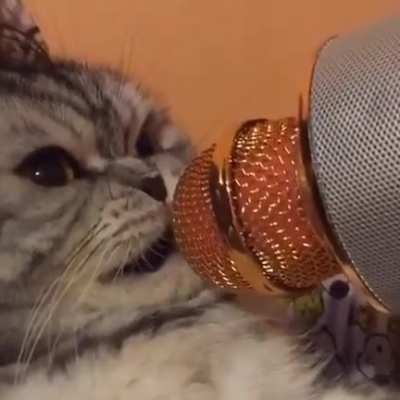 MEOW_IRL