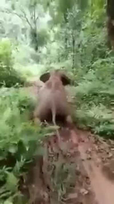 Elephant use Google map:)