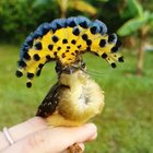 ? Royal Flycatcher ?