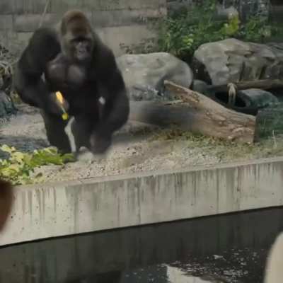 "All captive animals long to be free. Zoos are animal prisons- Stay away" this another level advertisement promoting this motto that can change our world better for all captive animals.