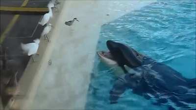 ? Orca brings a fish as bait and patiently waits for a bird to take it, so that it can attack the bird