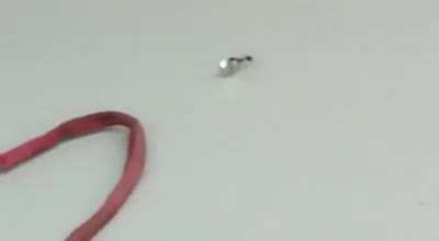 Ant steals diamond from jewelry store