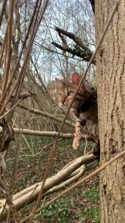 Little leopard taps