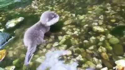 A baby otter in water for the first time