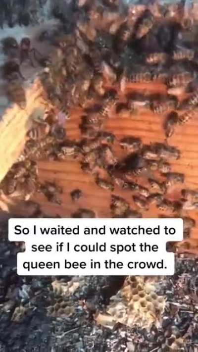 Bee amazed